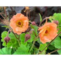 Geum  'Petticoats' (Gyömbérgyökér)