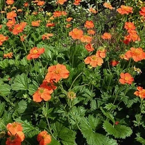 Geum  'Rustico Orange' (Gyömbérgyökér)