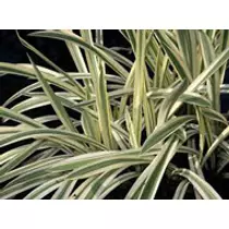 Glyceria maxima variegata - kerti tavi növény