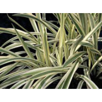 Glyceria maxima variegata - kerti tavi növény