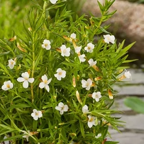 Gratiola officinalis