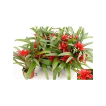 Guzmania BLITZ