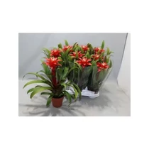 Guzmania CONFETTI