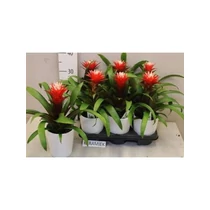 Guzmania HOPE
