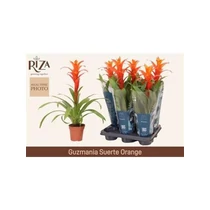 Guzmania SUERTE ORANGE
