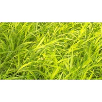 Hakonechloa macra 'All Gold' (Szálkafű) /aranysárga lomb/
