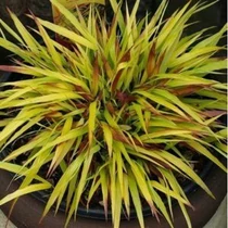 Hakonechloa macra 'Beni-Kaze' (Szálkafű) /zöld lomb, ősz: narancsvörös)