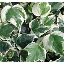 Hedera canariensis 'Glorie di Marengo' - Fehér-tarka levelű borostyán