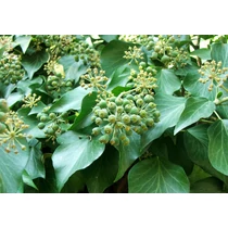 Hedera helix (pálcás) - Közönséges borostyán
