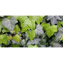 Hedera helix ’Hibernica’, Borostyan