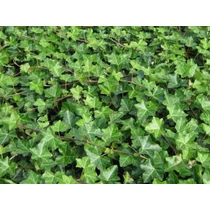 Hedera helix - Közönséges borostyán