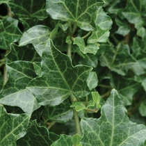 Hedera helix 'Chicago' (Közönséges borostyán)