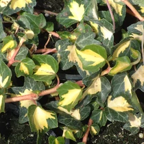 Hedera helix 'Goldheart' - 