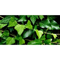 Hedera hibernica (pálcás) - Ír borostyán