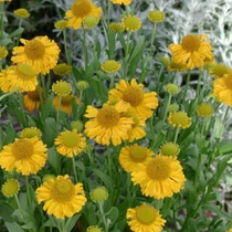 Helenium hybride 'Sunny Day's Yellow' (Napfényvirág)