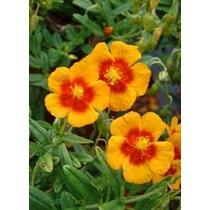 Helianthemum  'Ben Heckla (Napvirág)
