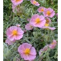 Helianthemum  'Lawrenson's Pink' (Napvirág)