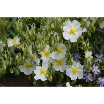 Helianthemum  'Lucy Elisabeth' (Napvirág)