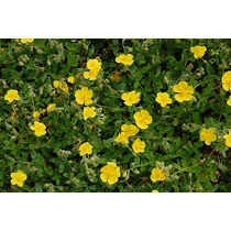 Helianthemum  'Sterntaler' (Napvirág)