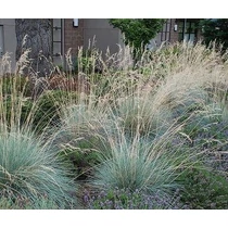 Helictotrichon sempervirens 'Saphirsprudel' (Örökzöld zabfű)