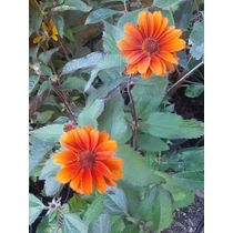 Heliopsis  'Fire Twister'  (Napszemvirág)