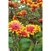 Heliopsis  'Funky Spinner'  (Napszemvirág)