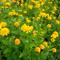 Heliopsis helianthoides 'Asahi' (Érdes napszemvirág)