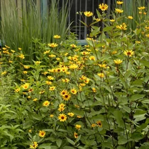Heliopsis helianthoides 'Summer Nights' (Érdes napszemvirág)