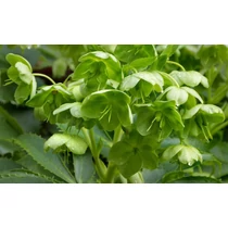 Helleborus argutifolius (Korzikai hunyor)