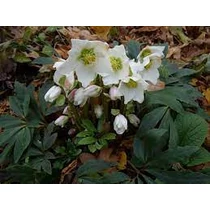 Helleborus niger 'Praecox' (Fekete hunyor)