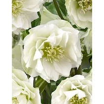 Helleborus orientalis 'Double White' (Keleti hunyor)