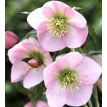 Helleborus orientalis 'Pretty Ellen Pink' (Keleti hunyor)