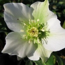 Helleborus orientalis 'Pretty Ellen White'  (Keleti hunyor)