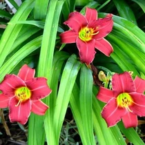 Hemerocallis  'Eenie Allegro' (Sásliliom)