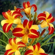Hemerocallis  'Frans Hals' (Sásliliom)