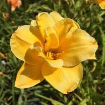 Hemerocallis  'Little Carnation' (Sásliliom)