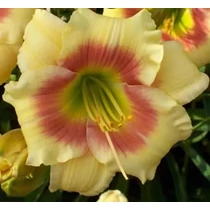 Hemerocallis  'Spits Beauty' (Sásliliom)
