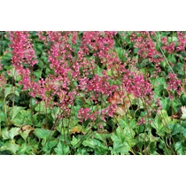 Heuchera 'Rex Peppermint'®