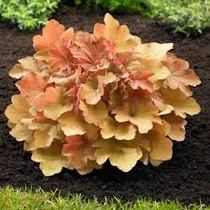 Heuchera ’Caramel’, Bíborlevelű tűzeső