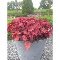Heuchera Coralberry