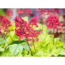 Heuchera 'Tokyo'®