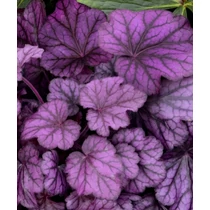 Heuchera Wild Rose