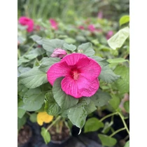 Hibiscus palustris rózsaszín kerti tavi növény