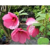 Hibiscus palustris rózsaszín kerti tavi növény