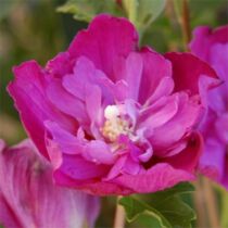 Hibiscus syriacus 'Purple Ruffles'