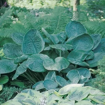 Hosta 'Blue Umbrellas