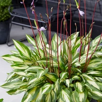 Hosta 'Cherry Berry'