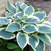 Hosta 'El Nino'