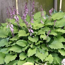 Hosta 'Elisabeth'