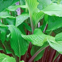 Hosta 'Gooseberry Sundae'